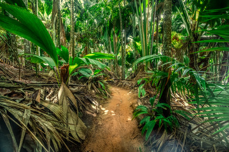 Walk path in Vallee de Mai jungle. Praslin island, Seychellesの写真素材
