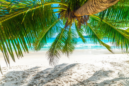 Coconut palm tree by the sea in Anse Lazio beach. Praslin island, Seychellesの写真素材