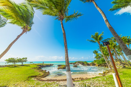 Palm trees and blue sea in Bas du Fort beach in Guadeloupe, French west indies. Lesser Antilles, Caribbean seaの写真素材