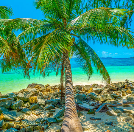 Palm tree and turquoise water in Praslin island, Seychellesの写真素材