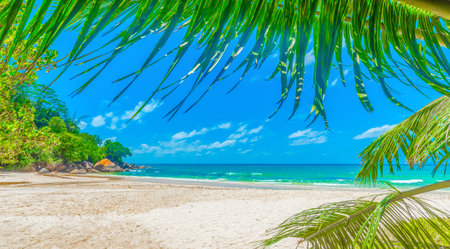 Palm trees and white sand in Anse Louis. Mahe island, Seychellesの写真素材
