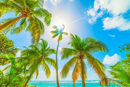 Palm trees and blue sea in la Caravelle beach in Guadeloupe, French west indies. Lesser Antilles, Caribbean seaの写真素材