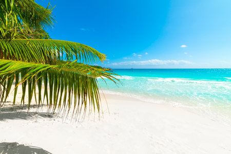 Palm trees and white sand in Anse Lazio beach. Praslin island, Seychellesの写真素材