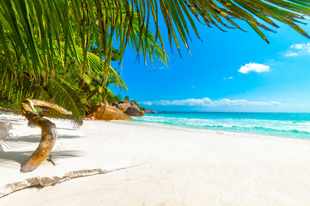 White sand and palm trees in Anse Lazio beach. Praslin island, Seychellesの写真素材