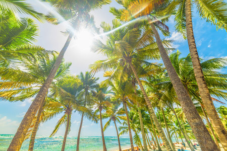Sun shining over Bois Jolan beach in Guadeloupe, French west indies. Lesser Antilles, Caribbean seaの写真素材