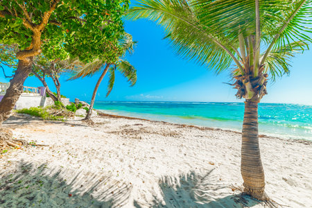 Palm trees under a shining sun in Raisins Clairs beach. Guadeloupe, Caribbean seaの写真素材