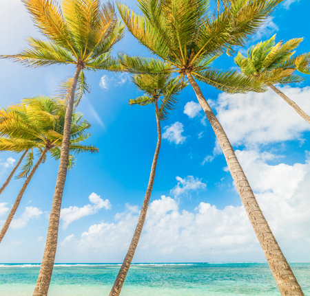 Palm trees in famous La Caravelle beach in Guadeloupe, French west indies. Lesser Antilles, Caribbean seaの写真素材