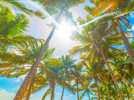 Sun shining over palm trees in Guadeloupe, French west indies. Lesser Antilles, Caribbean seaの写真素材
