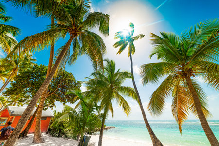 La Caravelle beach in Guadeloupe, French west indies. Lesser Antilles, Caribbean seaの写真素材