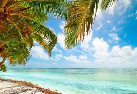Palm trees in Bois Jolan beach in Guadeloupe, French west indies. Lesser Antilles, Caribbean seaの写真素材