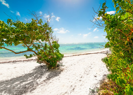 Bois Jolan beach in Guadeloupe, French west indies. Lesser Antilles, Caribbean seaの写真素材