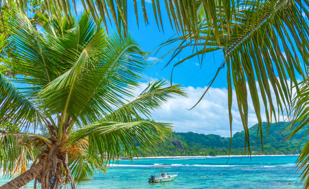Boat by the shore seen through palm trees in a tropical islandの写真素材