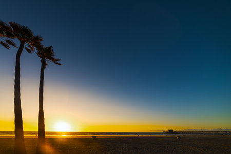 Palm trees by the sea in Newport Beach at sunset, Californiaの写真素材