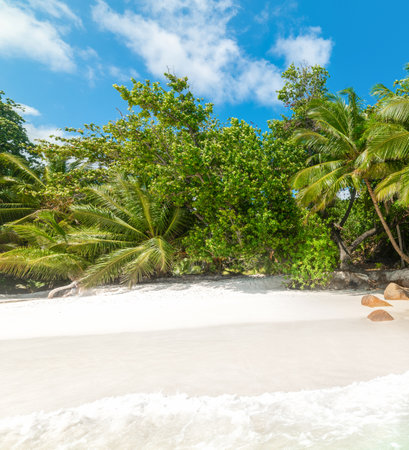 Palms by the sea in a tropical beach under a blue skyの写真素材