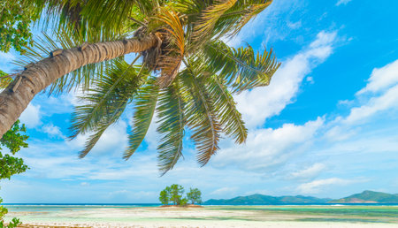 Palms by the sea in a tropical islandの写真素材