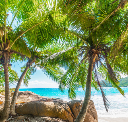 Rocks, palm trees and white sand in a tropical beach on a sunny dayの写真素材