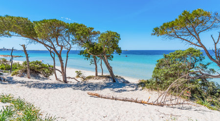White sand and pine trees in Alghero. Sardinia, Italyの写真素材