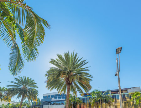 Palm trees in Beverly Hills, Californiaの写真素材