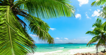 Palm trees by the shore in a tropical beach on a sunny dayの写真素材