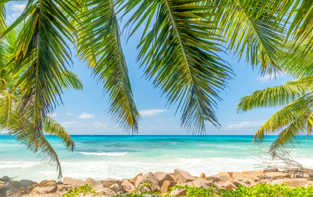 Palm trees and turquoise water on a sunny day in a tropical beachの写真素材