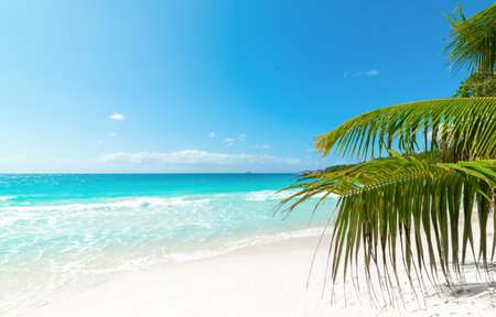 Turquoise water and palm trees in a tropical beach on a sunny dayの写真素材