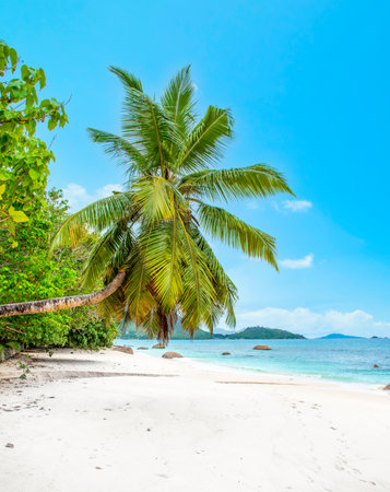 Palm trees and white sand by the sea under a blue skyの写真素材