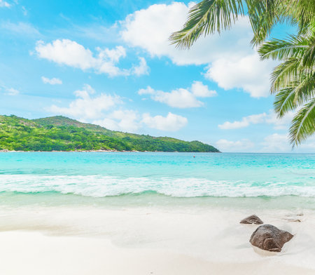 White sand and palm trees in Seychelles, Indian Oceanの写真素材
