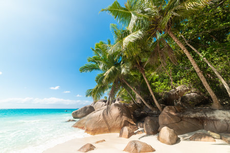 Palm trees and rocks by the sea in a tropical beach on a sunny dayの写真素材