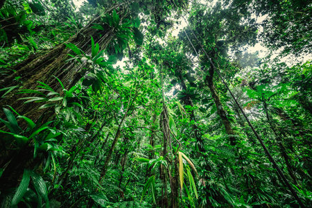 Tall trees in the jungle in the Caribbean