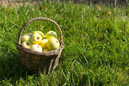 A small basket with green and yellow apples on a green lawn. Rustic style. Horizontal orientation. Copy space.の写真素材