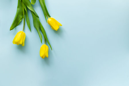 Three bright yellow tulips lie on a blue background. Top view. Spring flowers concept. Copy space....
