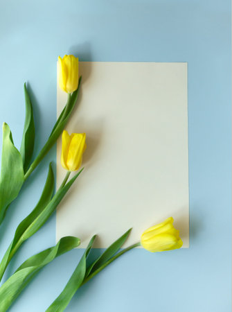 Three yellow tulips lie on a blue background. Mock up. Top view. Spring holidays concept. Copy...