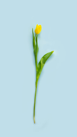 One yellow tulip with a long stem lies on a blue background. Top view. Spring flowers concept. Copy space. Vertical orientation.の写真素材
