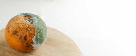 Moldy grapefruit on a wooden board on white background. Rotten fruits. Waste food concept. Mildew covered citrus fruit. horizontal orientation. selective focus. copyspace. Bannerの写真素材