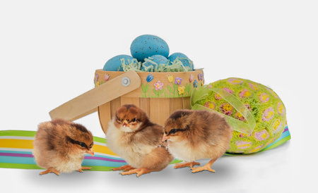 Three chicks with a festive wooden easter basket filled with eggs