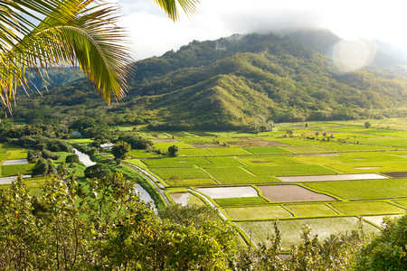 Taro fields In Hanalei Valley after a recent rainfall on the Hawaiian Island of Kauaiの写真素材