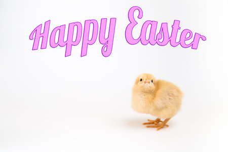 Newly hatched chick on white looking up at a banner saying Happy Easter