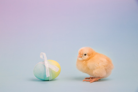 A fluffy yellow chick sits next to a single Easter egg on a pink and blue backgroundの写真素材