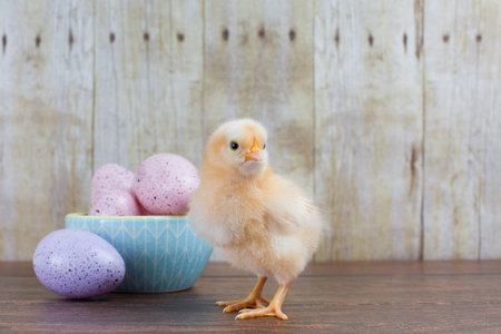 A small yellow chick looks at the camera near a bowl of colorful eggs - wood planks on floor and...