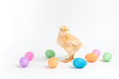 Yellow Easter chick stands on a white background among small glittery eggsの写真素材