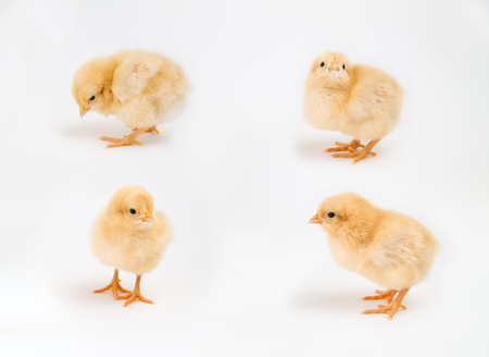 Four newly hatched chicks in a variety of stances on a white backgroundの写真素材