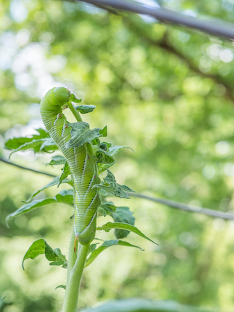 Tomato hornworm caterpillar eats the leaves on a young tomato plantの写真素材