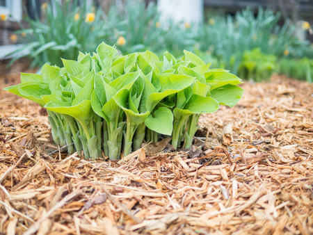 Hostas emerging in the spring from a mulched flower bedの写真素材