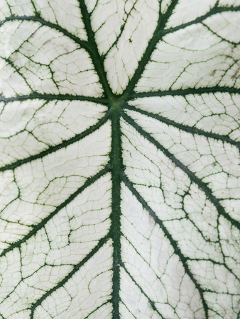 Close up of green and white caladium leafの写真素材