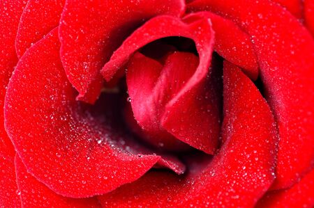  red rose with dew drops very close-up の写真素材