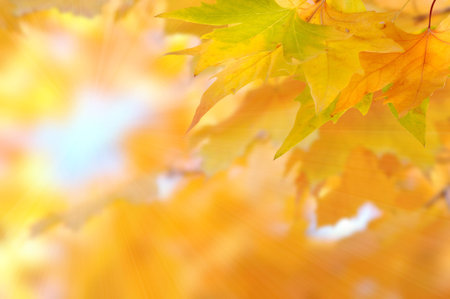 yellow autumn leaves with sunlight