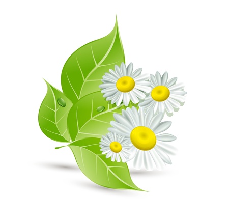 Background with daisies and green leavesのイラスト素材