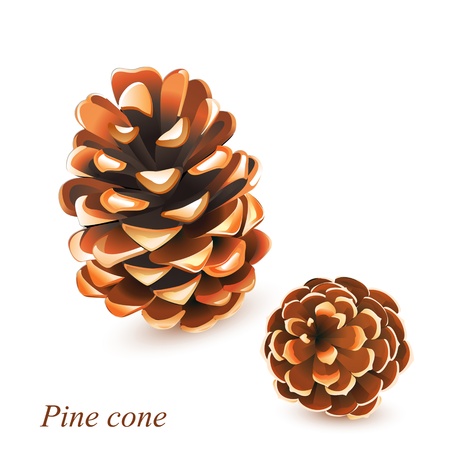 pine cones isolated on whiteのイラスト素材