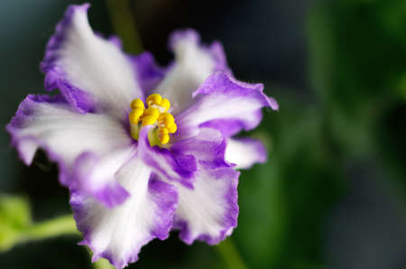 flower (violet home) on a dark backgroundの写真素材