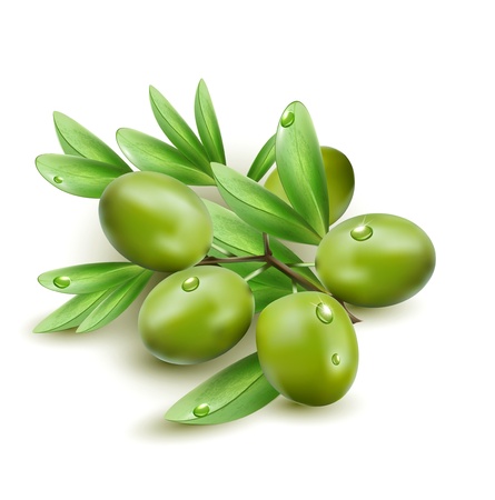 Vector green olives isolated on a white backgroundのイラスト素材